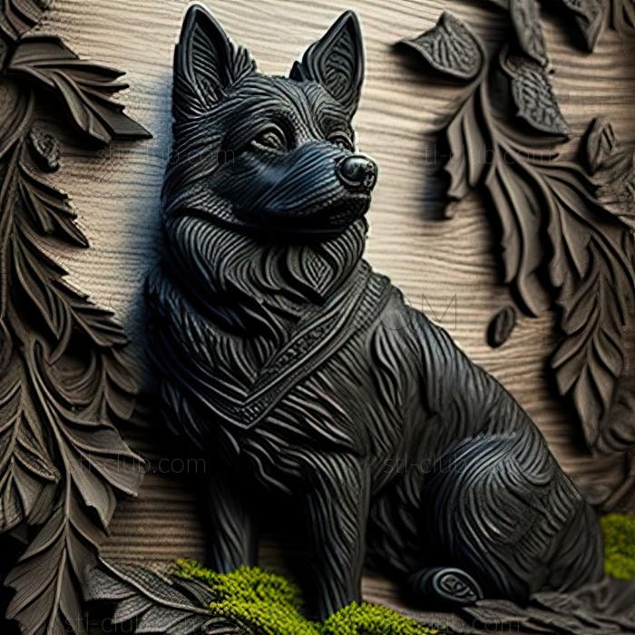 st Norwegian Black Elkhound dog